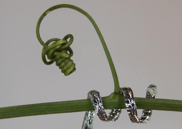 viticcio growbot robot